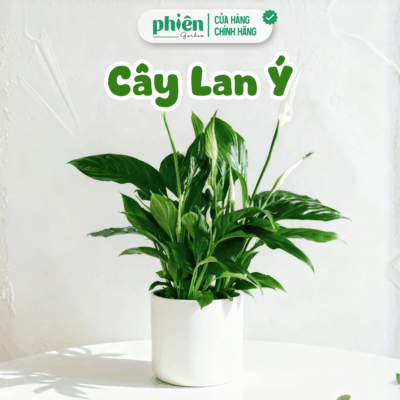 Cây Lan Ý Kèm Chậu Gốm Để Bàn Thanh Lọc Không Khí