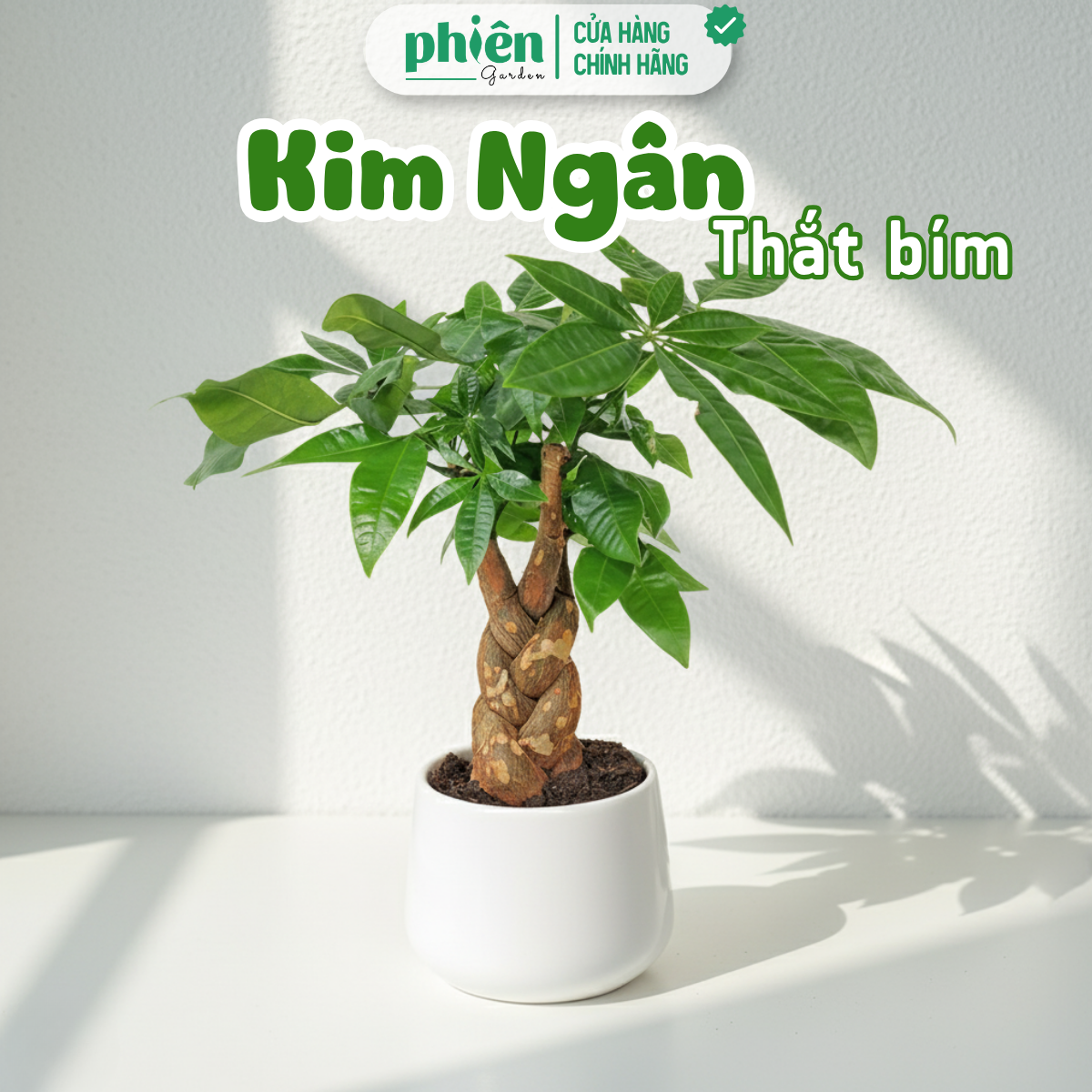 Cây Kim Ngân Thắt Bím Chậu Gốm Để Bàn