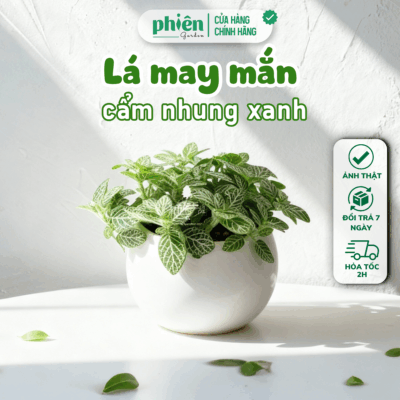 Chậu Cây Fittonia Chậu Gốm Mini, Lá May Mắn Để Bàn