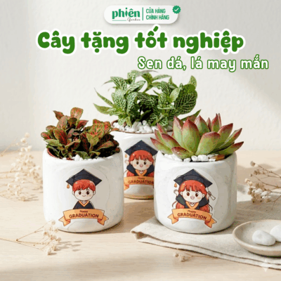 Chậu Cây Sen Đá, Fittonia Lá May Mắn Tặng Tốt Nghiệp