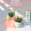 Hộp Quà Cây Lá May Mắn Chậu Gốm Trang Trí Hoa Khô - Joy Love
