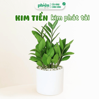 Chậu Cây Kim Tiền - Kim Phát Tài Để Bàn Chậu Gốm