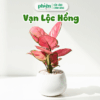 Chậu Cây Thịnh Vượng, Cây Vạn Lộc Hồng Chậu Gốm