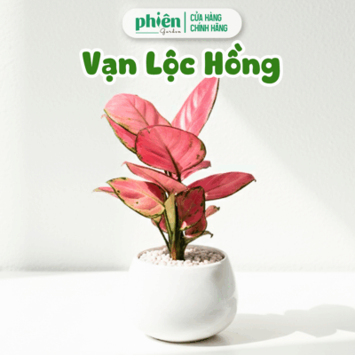 Chậu Cây Thịnh Vượng, Cây Vạn Lộc Hồng Chậu Gốm