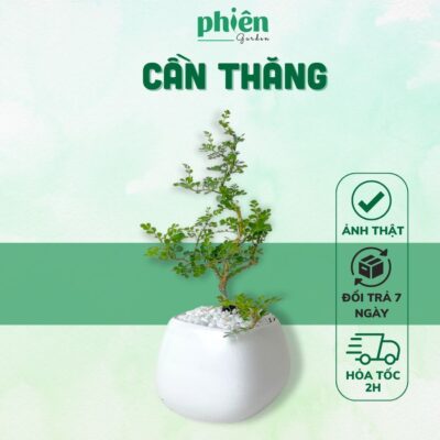 Cây Cần Thăng, cây Bonsai Để Bàn