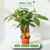 Chậu Cây Kim Ngân 3 Gốc Để Bàn Kèm Chậu Gốm Tráng Men