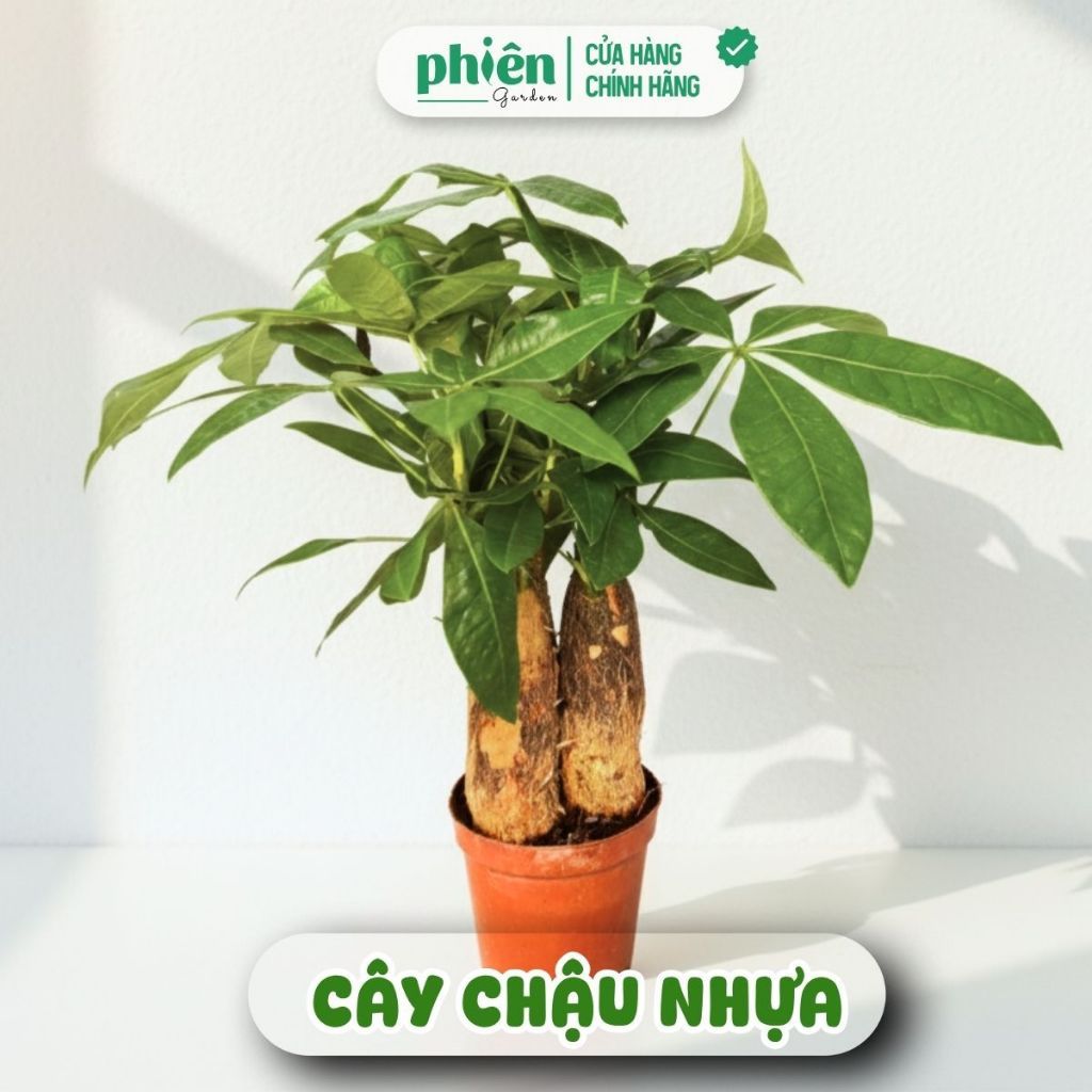 Chậu Cây Kim Ngân 3 Gốc Để Bàn Kèm Chậu Gốm Tráng Men