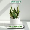 Chậu Cây Lưỡi Hổ Thái mini để bàn kèm Chậu gốm tráng men