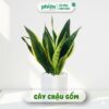 Chậu Cây Lưỡi Hổ Sọc Vàng Phong Thủy Để Bàn Kèm Chậu Gốm Tráng Men