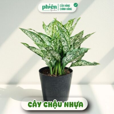 Chậu Cây Ngọc Ngân Để Bàn Phong Thuỷ Kèm Chậu Gốm Quà Tặng Đồng Nghiệp, Doanh Nghiệp, Đối Tác