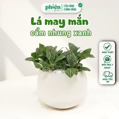 Chậu Cây Kim Tiền - Kim Phát Tài Để Bàn Kèm Chậu Gốm Tráng Men Trang Trí Vườn