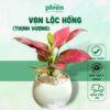 Chậu Cây Thịnh Vượng, cây Vạn Lộc hồng để bàn kèm Chậu gốm tráng men