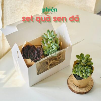 Hộp  sen đá ý nghĩa, Set 2 Sen đá quà tặng sinh nhật Quà Tặng Đồng Nghiệp, Doanh Nghiệp, Đối Tác, Bạn Bè