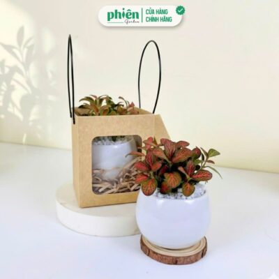 Túi Quà Cây May Mắn Sen Đá Kèm Túi Quai Xách - The Joy Box Quà Tặng Đồng Nghiệp, Doanh Nghiệp, Đối Tác, Bạn Bè