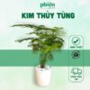 Cây Kim Thủy Tùng Chậu Gốm Để Bàn