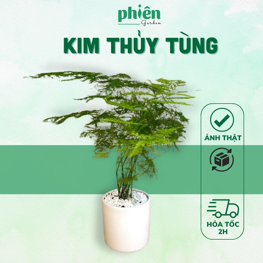 Cây Kim Thủy Tùng Chậu Gốm Để Bàn