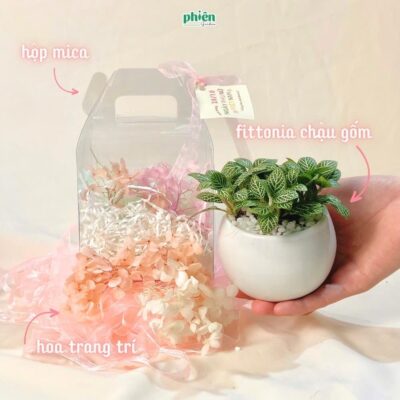Set quà cây lá may mắn và nến thơm, Hộp Quà Tặng Đồng Nghiệp, Doanh Nghiệp, Đối Tác, Bạn Bè Hộp quà cây và nến