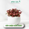 Chậu Cây Fittonia Lá Đỏ Cẩm Nhung May Mắn Và Sen Đá Để Bàn, Decor Chậu Gốm Mini Xinh Xắn