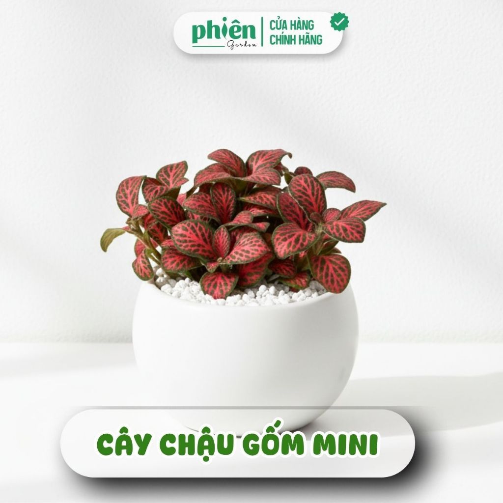 Chậu Cây Fittonia Lá Đỏ Cẩm Nhung May Mắn Và Sen Đá Để Bàn, Decor Chậu Gốm Mini Xinh Xắn