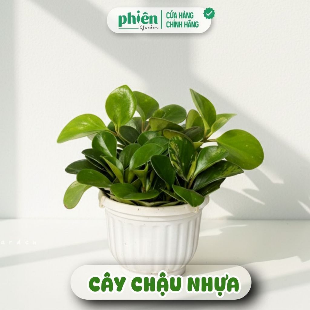 Chậu Cây Trường Sinh Xanh để bàn kèm chậu gốm tráng men