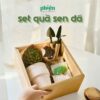 Hộp Sen đá Gardening Hộp Gift Set tự tay trồng sen đá, Quà Tặng Đồng Nghiệp, Doanh Nghiệp, Đối Tác, Bạn Bè