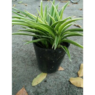 Cây Lan Chi - Cây Dây nhện để bàn kèm chậu gốm tráng men