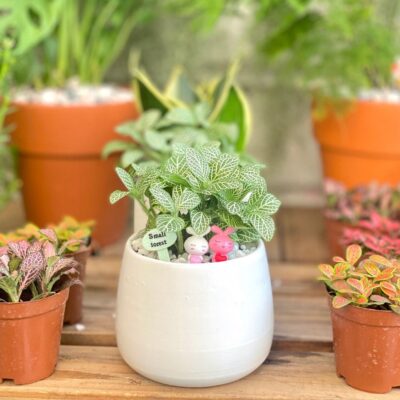 Chậu Cây Fittonia, Cây Cẩm Nhung lá xanh size lớn kèm combo tiểu cảnh siêu đáng yêu