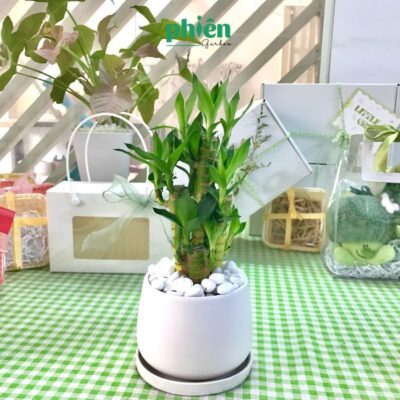Cây Trúc Phú Quý, Phát Tài kèm chậu gốm, cây phong thủy