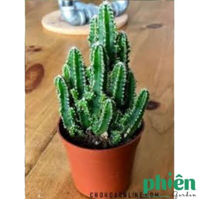 Xương rồng Thanh Sơn kèm chậu đất nung, xương rồng mini để bàn