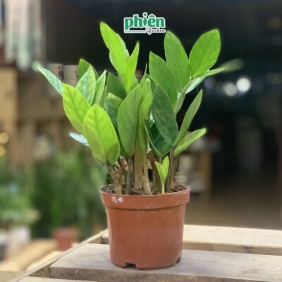 Chậu cây  Kim Phát Tài Xanh Trang Trí Vườn Để Bàn Kèm Chậu Gốm Tráng Men