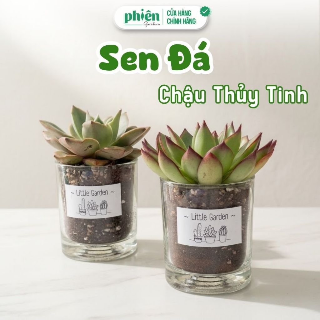 Chậu Sen Đá Thủy Tinh Để Bàn, Chậu Cây Mini Trang Trí Bàn Làm Việc, Dễ Chăm, Cẩm Thạch kèm chậu ốc treo