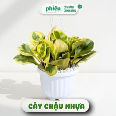 Chậu Cây Trường Sinh Cẩm Thạch để bàn kèm chậu gốm tráng men