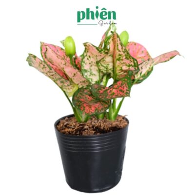 Chậu Cây Vạn Lộc kèm Chậu gốm tráng men