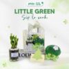 Túi Quà Little Green Hộp Quà Tặng Đồng Nghiệp, Doanh Nghiệp,Tặng Bạn Gái, Tốt Nghiệp