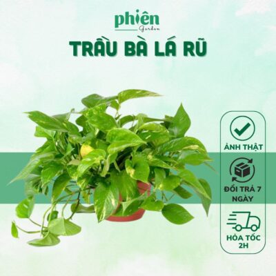 Cây Trầu Bà Treo Lá Rũ Cây Vạn Niên Thanh Chậu Treo Ban Công, Trang Trí Không Gian Xanh Mát