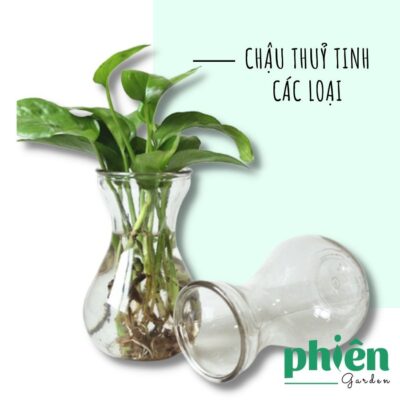 Chậu thủy tinh trồng cây thủy canh, nhiều hình dạng kích thước