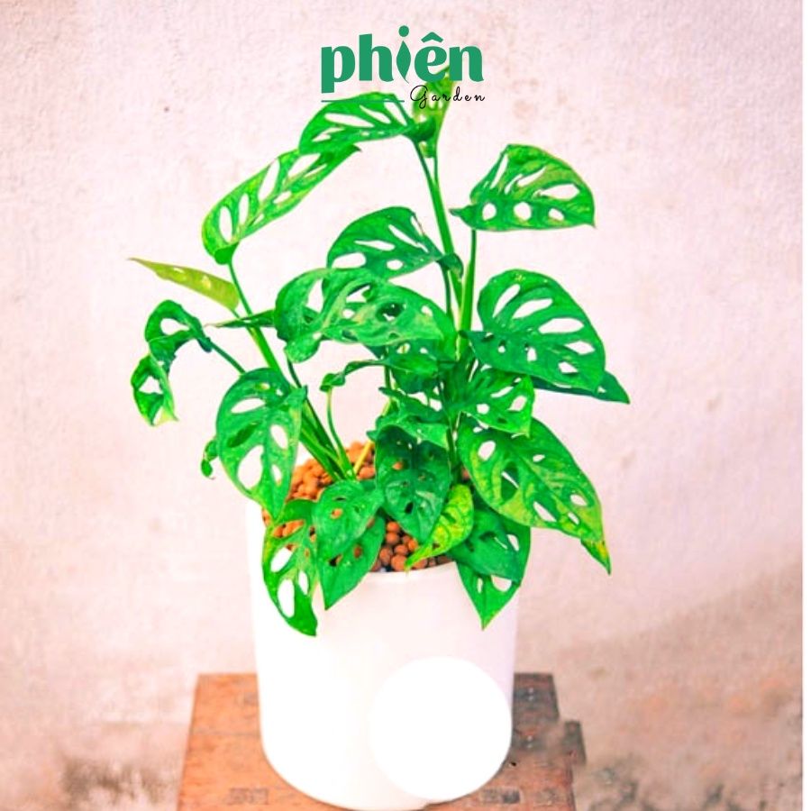 Chậu Cây Trầu Bà Lỗ Monstera adansonii Để Bàn Kèm Chậu Gốm Tráng Men