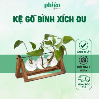 Kệ gỗ thuỷ tinh kèm Cây Trầu Bà Thủy sinh, chậu xích đu 3 lọ