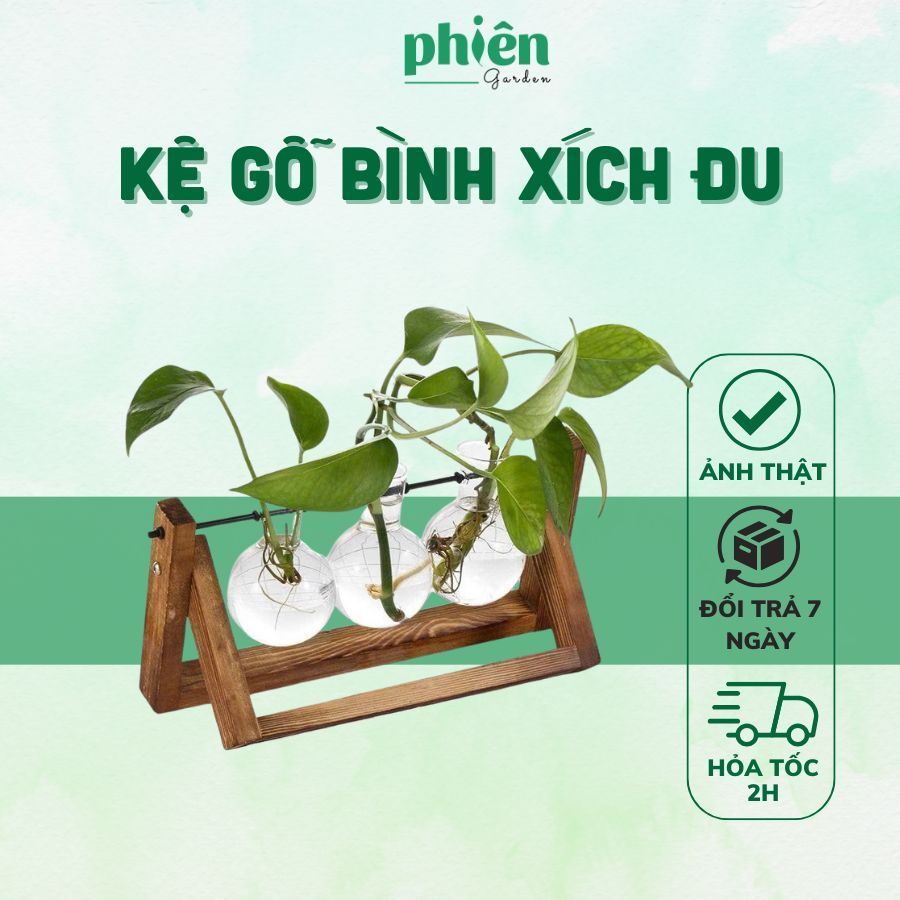 Kệ gỗ thuỷ tinh kèm Cây Trầu Bà Thủy sinh, chậu xích đu 3 lọ