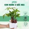 Cây Kim Ngân Mix Fittonia, Kim Ngân 3 gốc mix cẩm nhung kèm tiểu cảnh để bàn kèm Chậu gốm tráng men