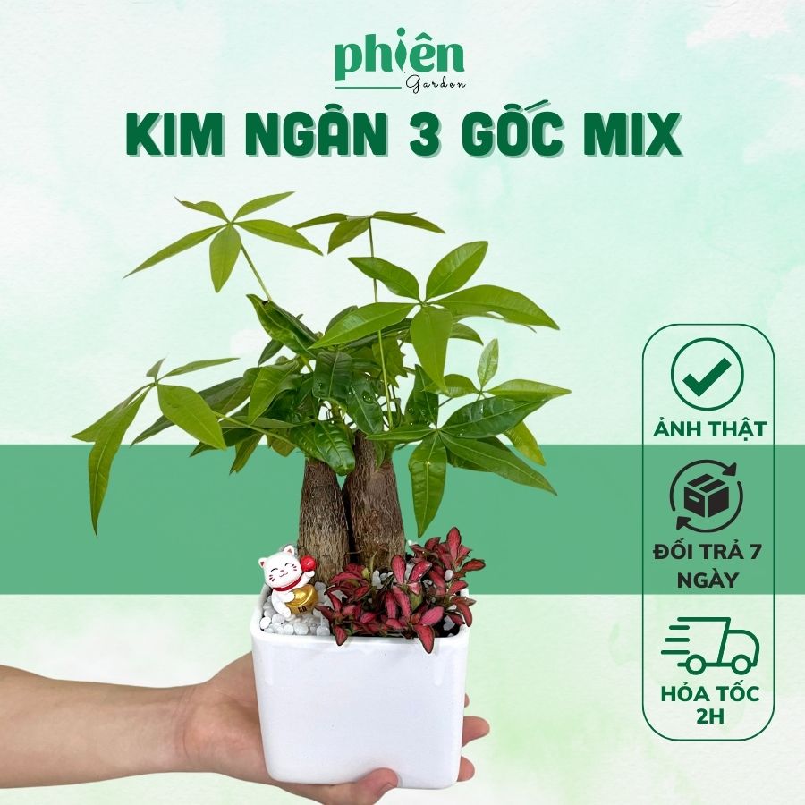 Cây Kim Ngân Mix Fittonia, Kim Ngân 3 gốc mix cẩm nhung kèm tiểu cảnh để bàn kèm Chậu gốm tráng men