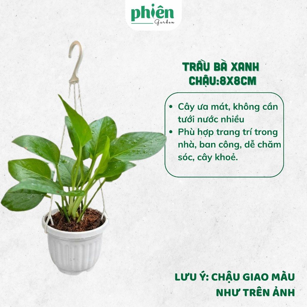 Cây Chậu Treo, Cây Lưỡi Hổ Mini Treo, Cây May Mắn, Lan Chị, Cây Kèm Chậu Treo Trang Trí Nhà Cửa, Ban Công