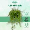 Cây Lan Hạt Dưa kèm chậu treo, Cây Lan Đô La lá rũ