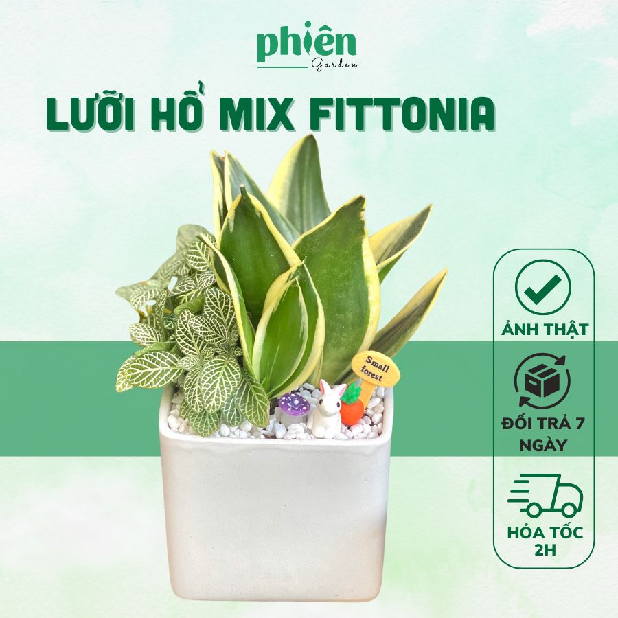 Cây Lưỡi Hổ Thái mix Fittonia, cây Cẩm Nhung mix Lưỡi Hổ để bàn kèm Chậu gốm tráng men