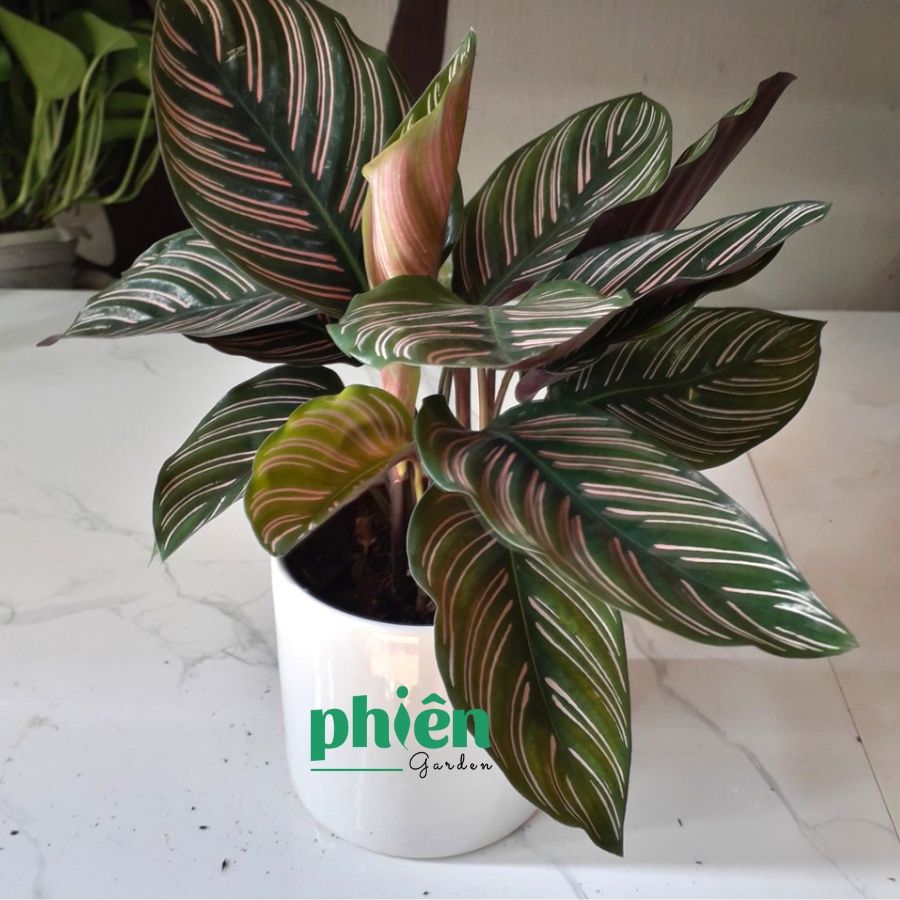 Chậu Cây Đuôi Công Thái Calathea ornata để bàn kèm chậu gốm tráng men