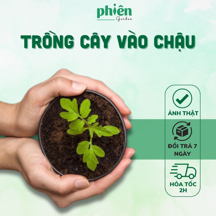 Trồng cây vào chậu, đã kèm phân bón