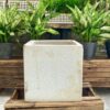 Chậu Xi Măng Đá Mài Vuông 25x25cm Trồng Cây Nội Thất, Đủ Màu Trắng, Đen, Xám