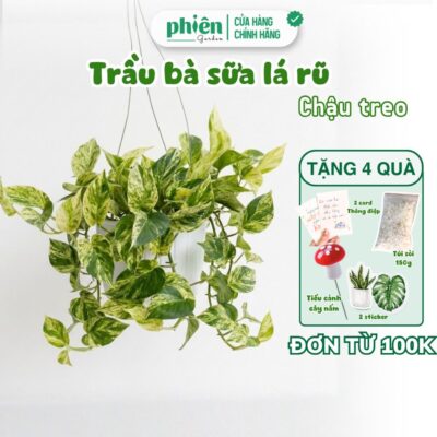 Cây Trầu Bà Sữa lá rũ chậu treo ban công, nội thất