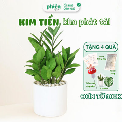 Chậu cây Kim Tiền, Kim Phát Tài
