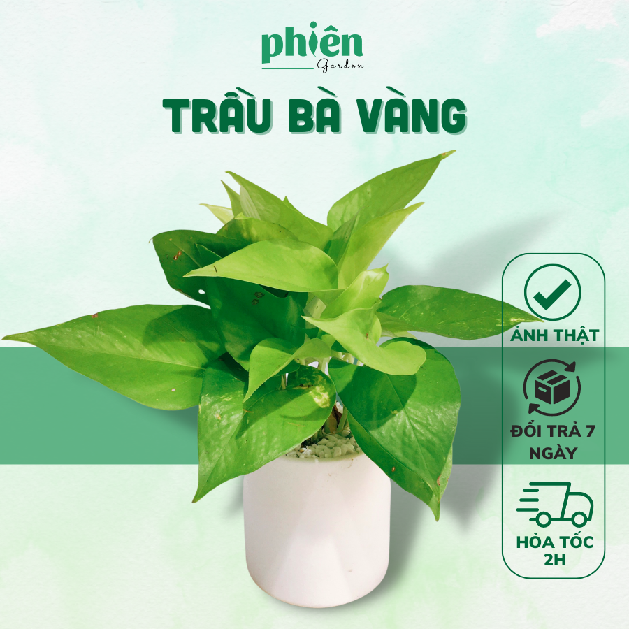 Chậu Cây Trầu Bà vàng, Xanh